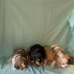 Cavachon Puppies from Cute, Colorado Cavachons