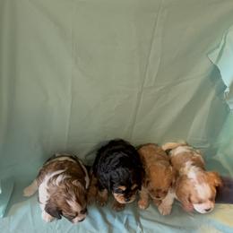 Cavachon Puppies from Cute, Colorado Cavachons