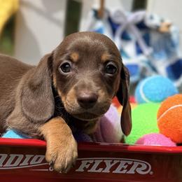 Churro 2800 - Chocolate and tan female Dachshund puppy in Hendersonville, North Carolina from Snarky Doxy Miniature Dachshunds