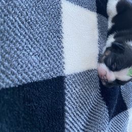 French Bulldog Puppies from Casco Bay Frenchies