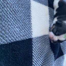 French Bulldog Puppies from Casco Bay Frenchies