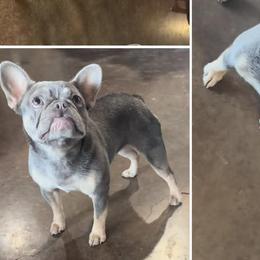 French Bulldogs from Cole's French Bulldogs