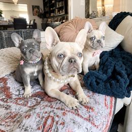 French Bulldog Puppies from Fav Frenchie Boutique