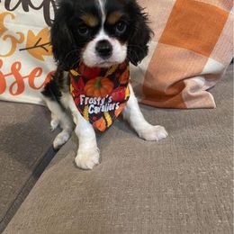 Cavalier King Charles Spaniel Puppies from Frosty’s Cavaliers