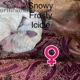 Snowy - Cream female Poodle puppy in Greenville, North Carolina from Grace Poodles