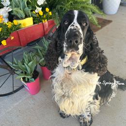 Ash - English Springer Spaniel