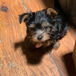 Yorkshire Terrier Puppies from Coursey’s Yorkies