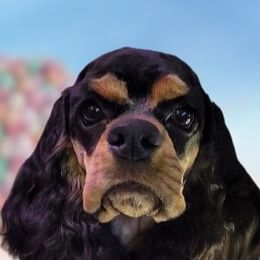Cocker Spaniels from Millward's High Desert Cockers