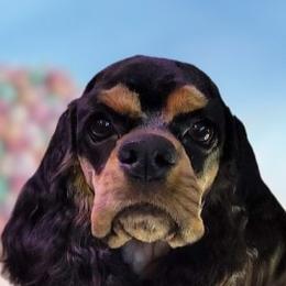 Cocker Spaniels from Millward's High Desert Cockers