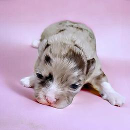 Chihuahua Puppies from Petite Pups LLC