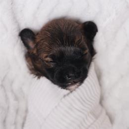 Sneezy (Black Collar) - Black male Shihpoo puppy in Las Vegas, Nevada from Plush Toy Poodle Puppies & Pals