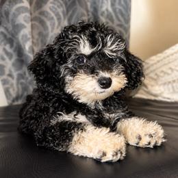 Prince Precious - Phantom male Poodle puppy in Chattanooga, Tennessee from Joy-Fur Puppies