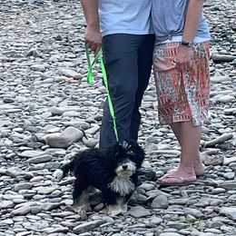 Bernedoodles from Mountain Spring Farm