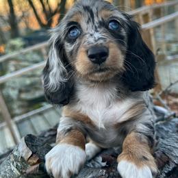 Dachshund Puppies from Taylored Dachshunds