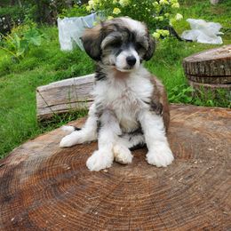 Nikki - Brown female Chinese Crested puppy in Union City, New Jersey from Marina Konstantinova's Cresteds