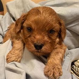 Maple - Red male Cavapoo puppy in Orinda, California from Amore Cavaliers