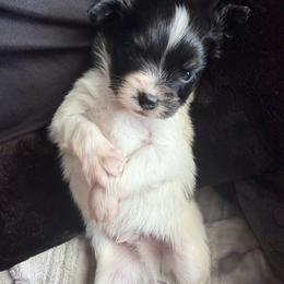 Sailor - White black and tan male Papillon puppy in Lexington, South Carolina from Heather's Papillons