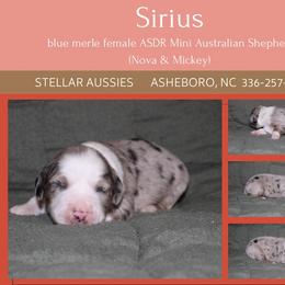 Sirius - Blue merle female Miniature Australian Shepherd puppy in Asheboro, North Carolina from Stellar Aussies