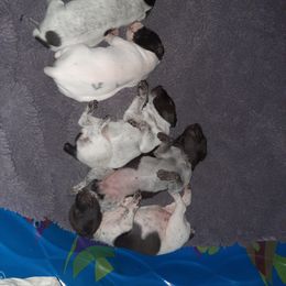 German Shorthaired Pointer Puppies from 509 GSP Dogs