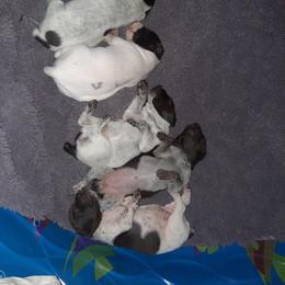 German Shorthaired Pointer Puppies from 509 GSP Dogs