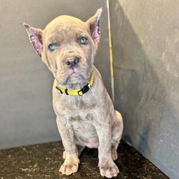 Yellow collar - Gray brindle female Cane Corso puppy in Atlanta, Georgia from Brandy Horne