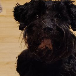 Sirius - Miniature Schnauzer