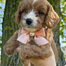 Brianna - Red female Cavapoo puppy in Mint Hill, North Carolina from DoodleForever