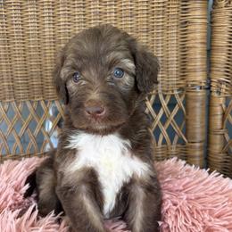 Lucy - Brown and white female Bernedoodle puppy in Rochester, Massachusetts from Harmony Hill Doodles