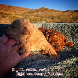 Poodle puppies from High Desert Companions