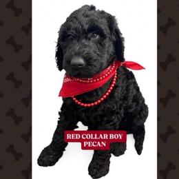 Red - Black male Goldendoodle puppy in Salem, Oregon from Capital Doodles