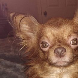 Chihuahuas from Joy of Chihuahuas
