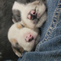 Rooster - Blue merle male Australian Shepherd puppy in Trout Run, Pennsylvania from Rose Valley Aussies