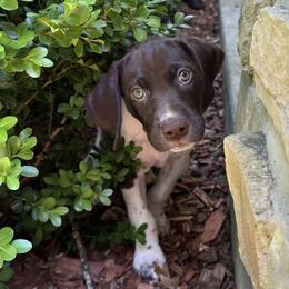 German Shorthaired Pointer Puppies from Tipsy Rabbit GSP TopDog Kennel