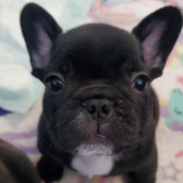 French Bulldogs from Ariel's French Bulldogs