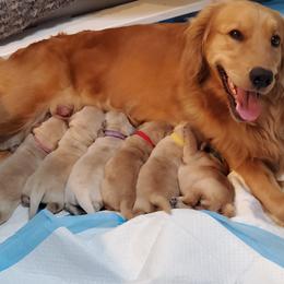 Golden Retriever Puppies from Nutmeg's Golden Puppy Dog