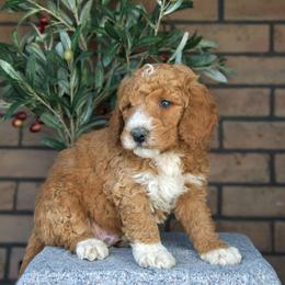 Hank - Red  male Goldendoodle puppy in Apopka, Florida from Rae Precious Puppies
