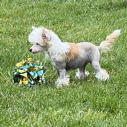 Cherry - Red female Chinese Crested puppy in Springfield, Oregon from Rose’s Chinese Cresteds