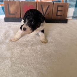 Batman - Black and white male Bernedoodle puppy in Luana, Iowa from Country View Bernedoodles and Goldendoodles