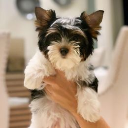 Biewer Terrier and Yorkshire Terrier Puppies from Niczarbiewers