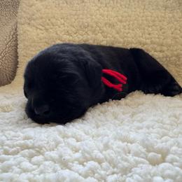 Red collar - Black male Labrador Retriever puppy in Big River, California from Cozy Acres Farm Labradors