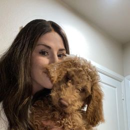 Goldendoodle Puppies from Nona & Papa Goldendoodles-Aledo TX