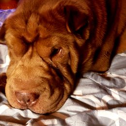 Chinese Shar-Pei Puppies from Sharpei