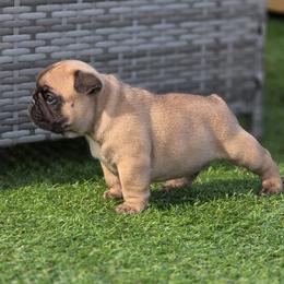 Blue collar boy Tonka - Fawn male French Bulldog puppy in Polk City, Florida from Best Friend Frenchies, LLC