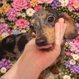 Silver - Dachshund