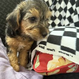 Buster - Black and tan male Yorkipoo puppy in Walla Walla, Washington from Linda Sherman
