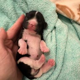 Blk and white girl - Black and white female Cavalier King Charles Spaniel puppy in Melbourne, Florida from Majestic Cavaliers of Melbourne FL