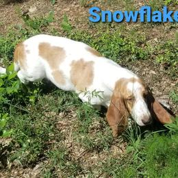 Snowflake - Basset Hound