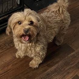 Disco Inferno 🔥 - Havanese