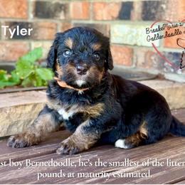 Tyler - Merle male Bernedoodle puppy in Vernon Center, Wisconsin from BrookeMarie’s Goldendoodle Love
