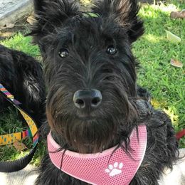 Scottish Terrier All Grown Up from Green Meadows Scottish Terriers